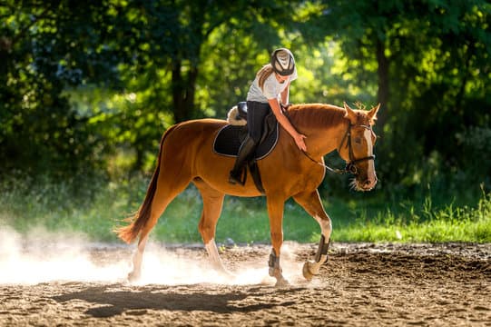 Horse stable